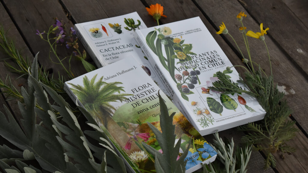 A few of the field guides to Chilean flora authored by Adriana Hoffmann.