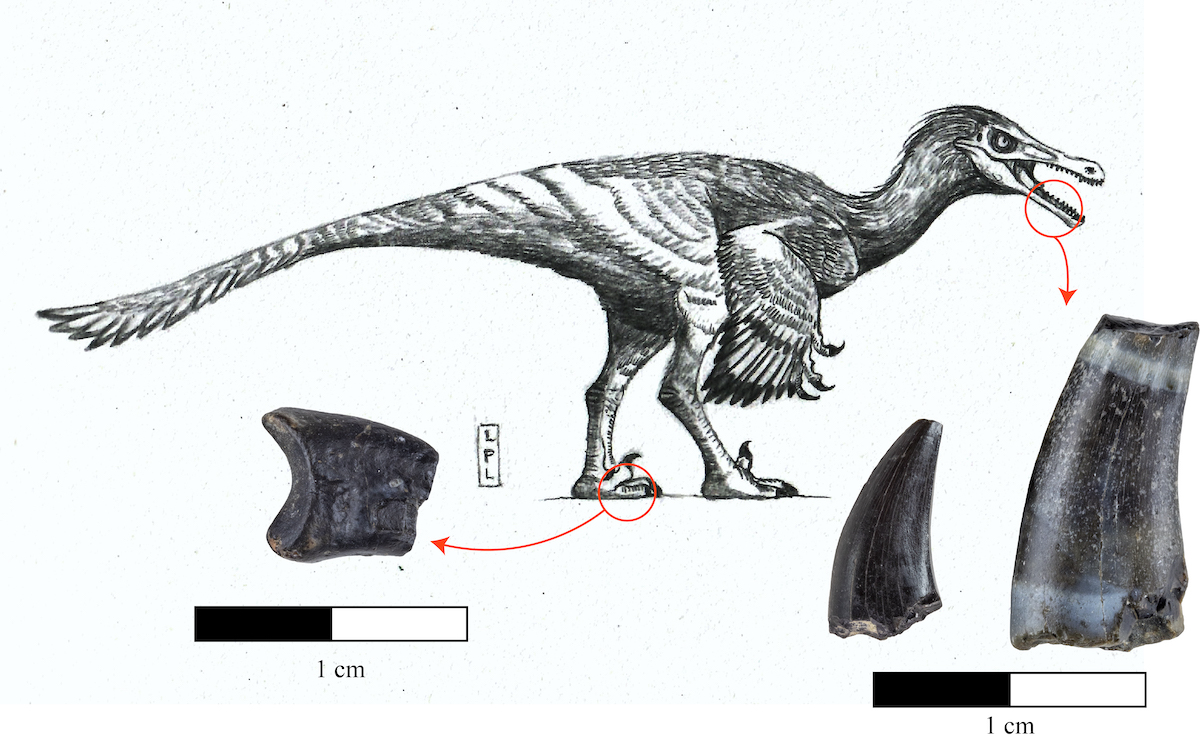 Identificaron algunas piezas dentales de la subfamilia Unenlagiinae, que pese a ser dinosaurios no aviares probablemente tenían la totalidad de su cuerpo cubierto con plumas.