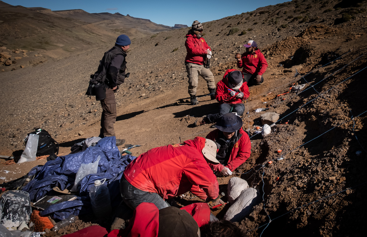 Desenterrando fósiles en Cerro Guido, en la Patagonia chilena. Foto: INACH