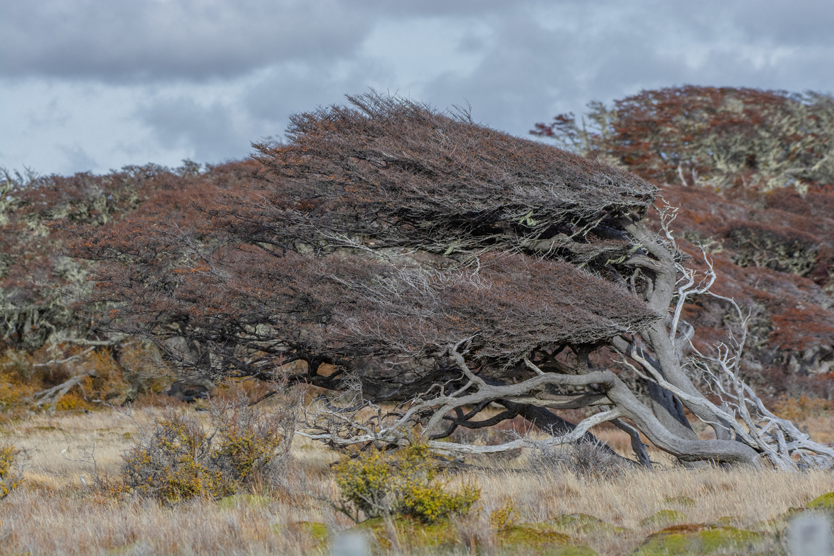 The famous Patagonian winds leave their imprint on the landscape. Photo: Miguel Fuentealba