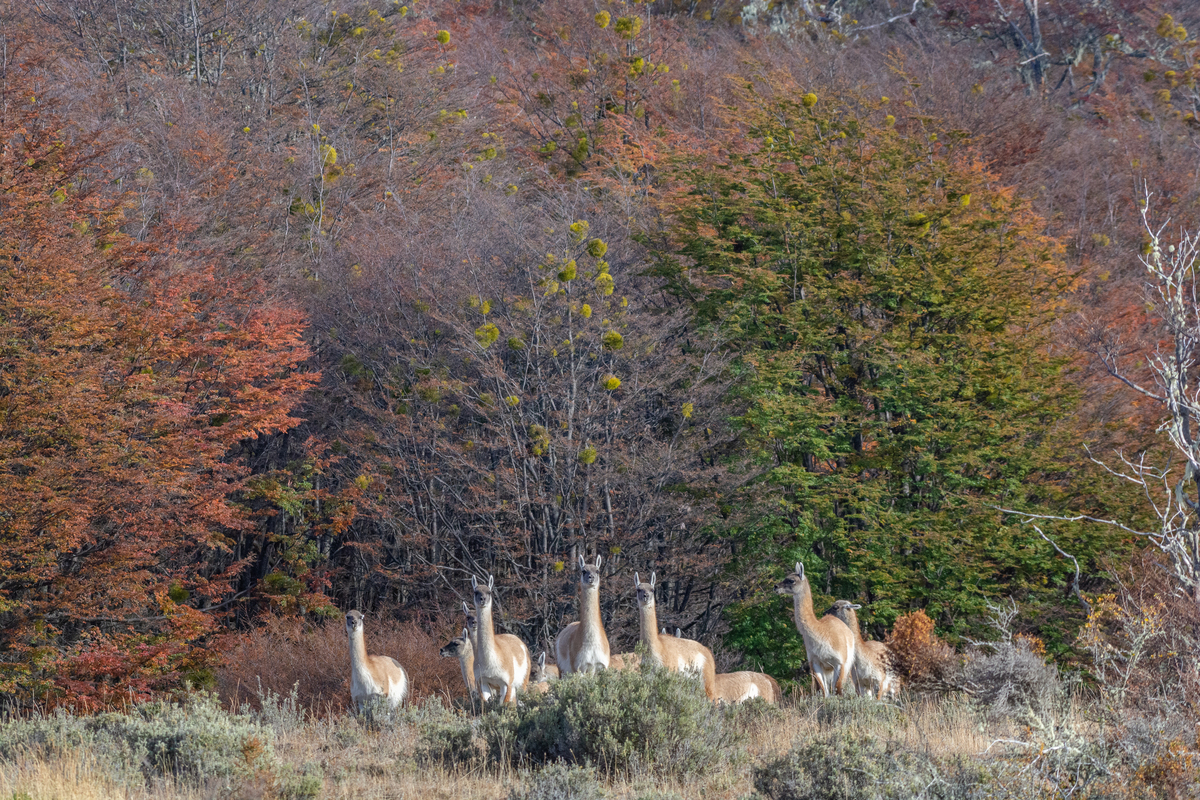 Un grupo de guanacos a lo lejos. Foto: Miguel Fuentealba