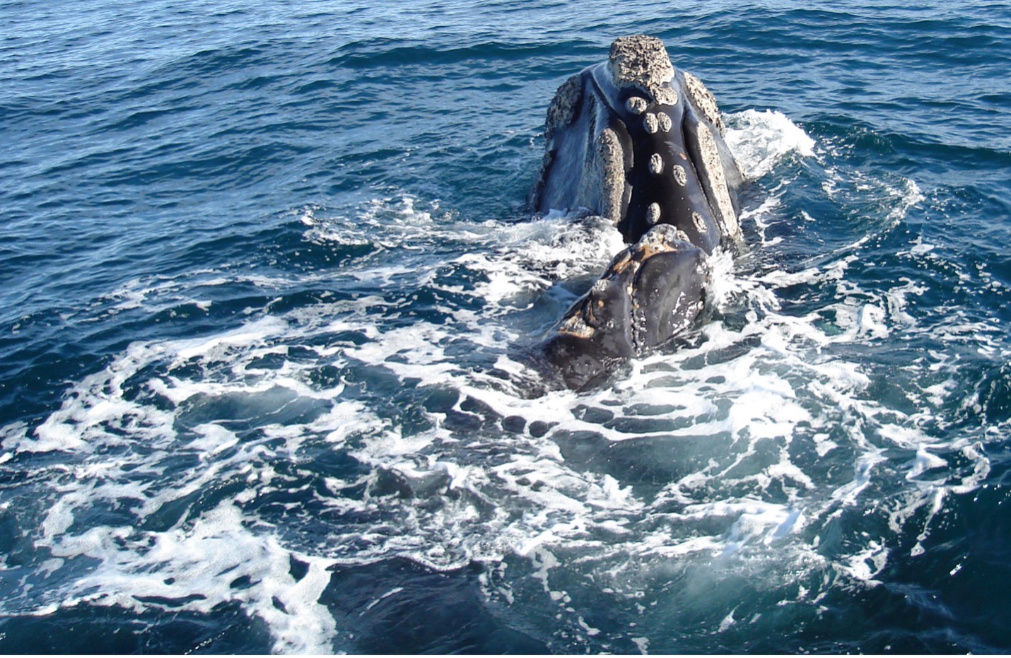 Las ballenas francas de Chile y Perú son remanentes de una población única y muy diezmada, que necesita urgentemente de la implementación de medidas de protección efectivas para evitar su extinción. Foto: C. Poduje/Centro de Conservación Cetacea