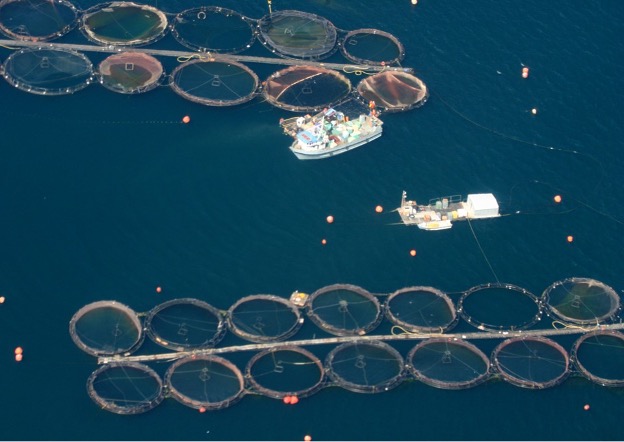 The expansion of marine areas by the salmon farming industry in almost 2000 linear kilometers of coastline in southern Chile generates cumulative processes of chemical and organic contamination, as well as the destruction of critical areas for marine mammals.