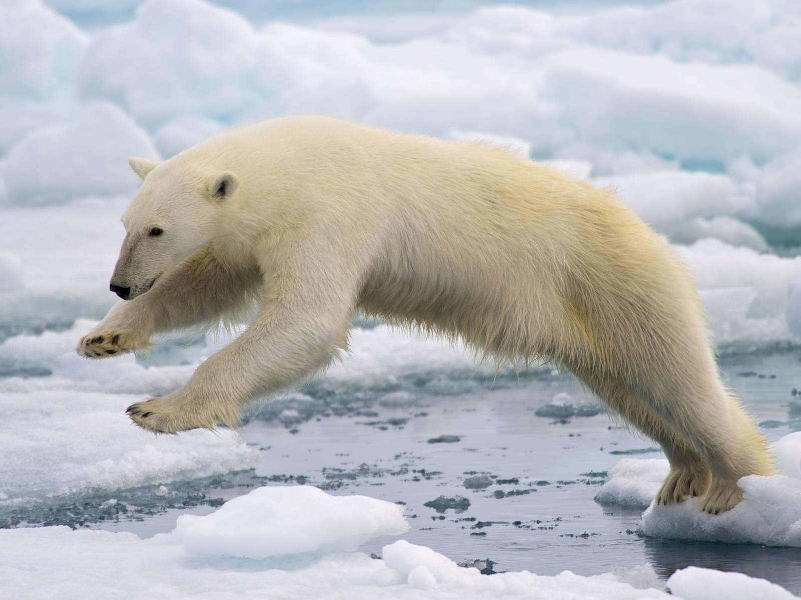 Photo: Polar bear/ © NPS Climate Change Response