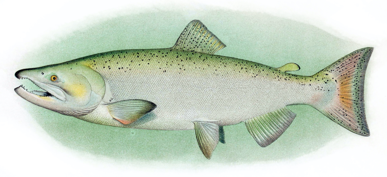 The Chinook salmon (Oncorhynchus tshawytscha). Photo: Wikimedia