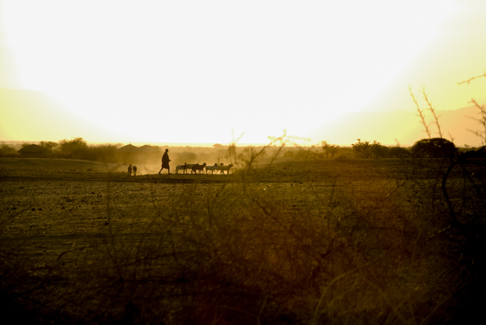 Un pastor vuelve a la aldea de Esilalei con sus animales en Tanzania. A su regreso, la gente de su comunidad comparte historias de cómo ya están experimentando el impacto del cambio de las estaciones, de las lluvias y cómo se esta haciendo cada día mas difícil su estilo de vida tradicional. Foto por Britt Basel.