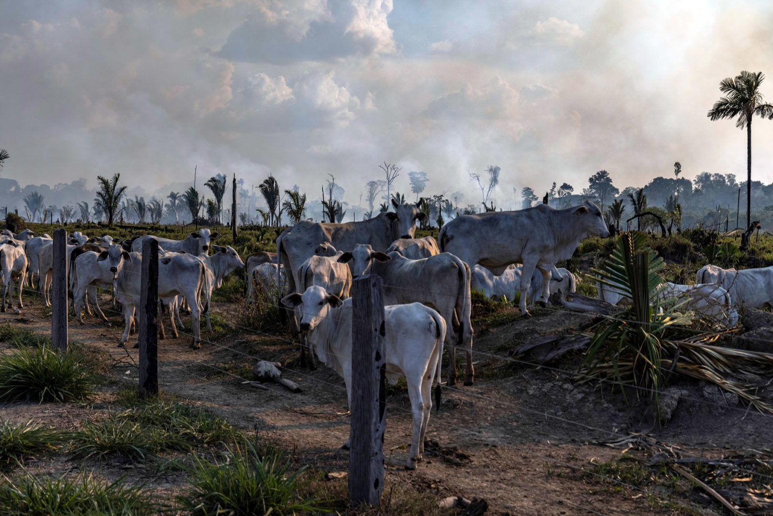 Ganado en una zona ganadera, junto a una zona recientemente deforestada y quemada, en Candeias do Jamari, estado de Rondônia, Brasil. Foto: Victor Moriyama / Amazônia em Chamas 
