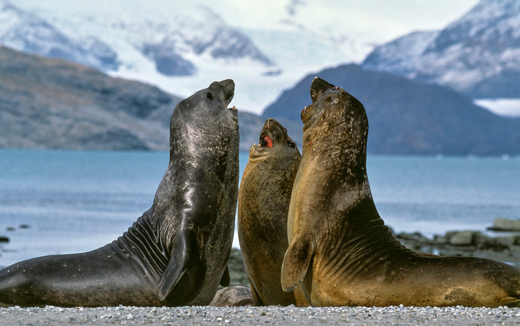 Elephant seals in Alberto de Agostini National Park. Photo: Nicolas Piwonka