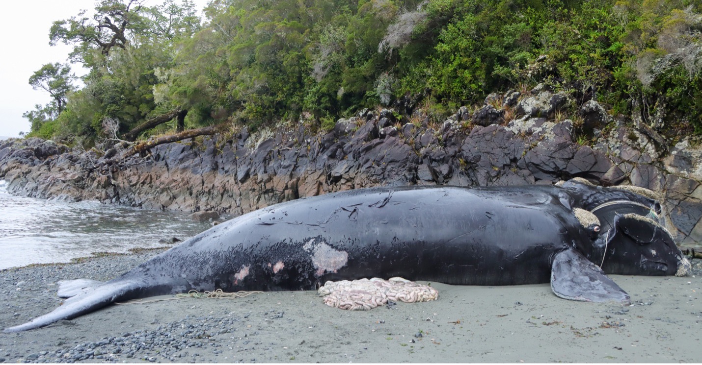 Southern right whale calf stranded in Melinka, Aysén region, dead due to interaction with fishing nets and possible collision with a boat. Photo: B. Galletti