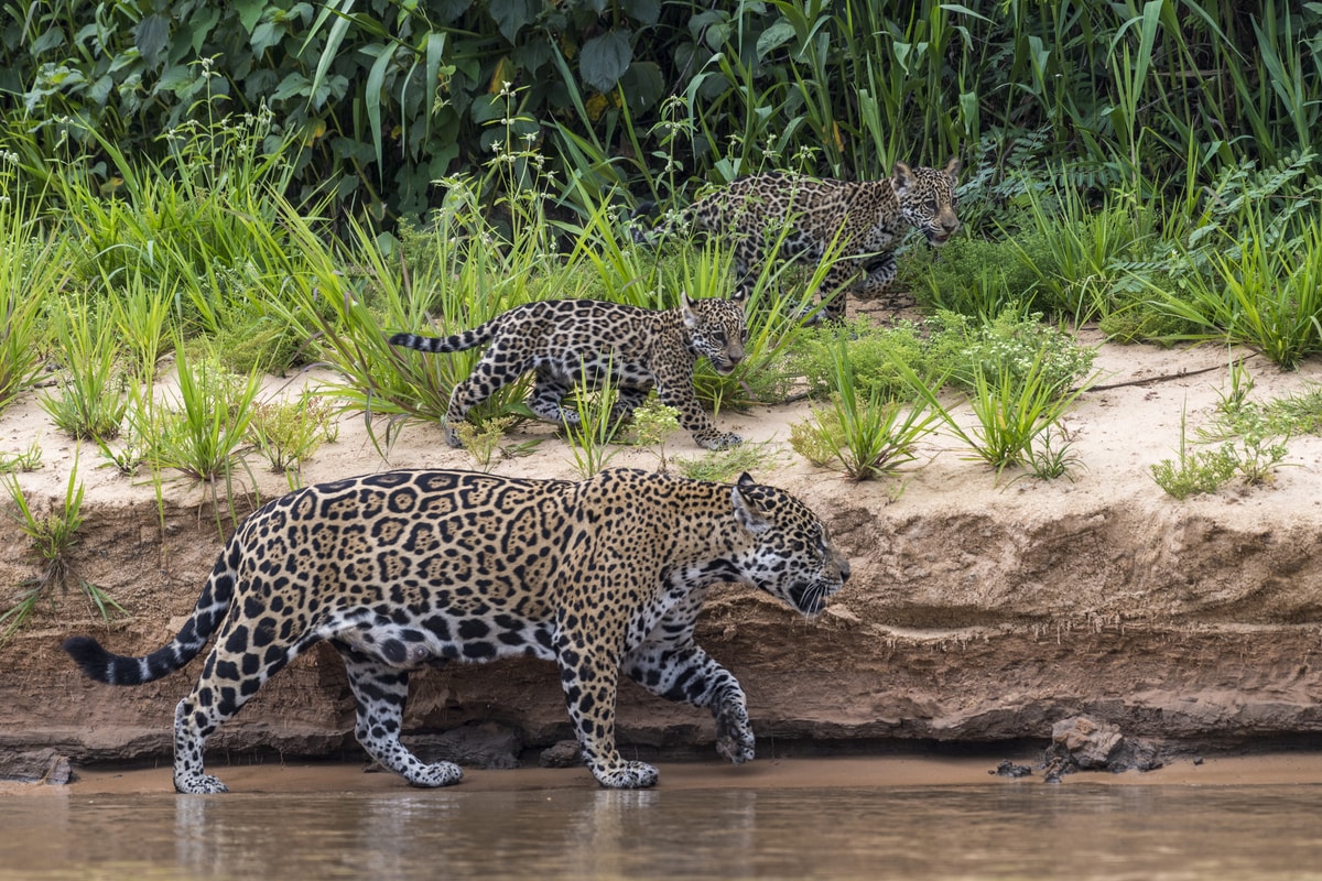 A family of jaguars by Rio Dois Irmaos in the Pantanal, Mato Gross, Brazil. Photo: Jorge Cazenave